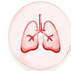 Lungs