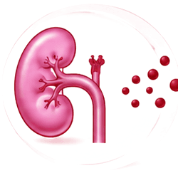 Kidney releasing less erythropoietin