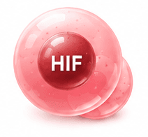 Stabilised HIF protein