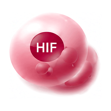 Stabilised HIF protein
