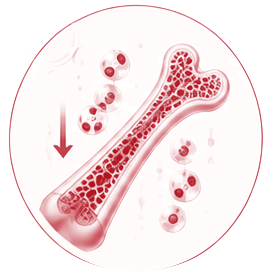 Bone marrow producing fewer red blood cells